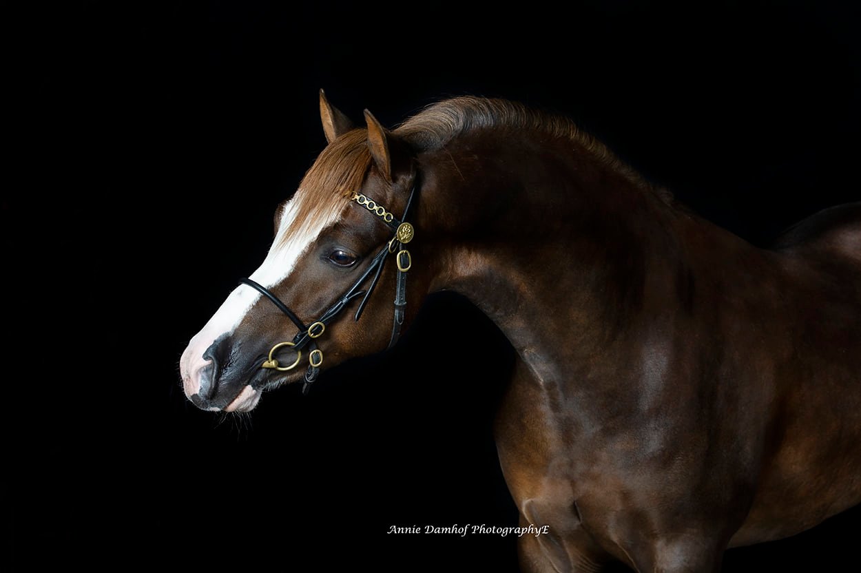 Welsh Pony Stallion